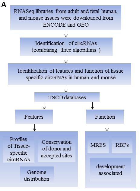 TSCD:人和小鼠组织特异性环状RNA数据库_数据库_02