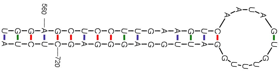 RNA二级结构表示法:Dot-Bracket notation_数据库